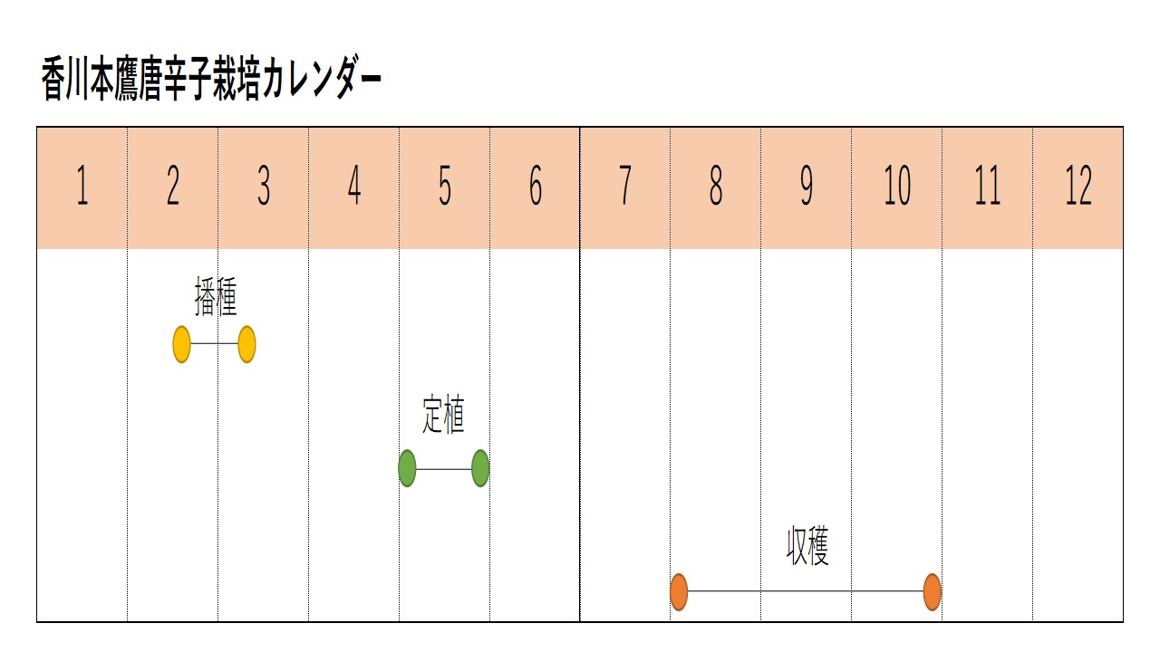 香川本鷹唐辛子栽培カレンダー